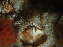 Cryptosula pallasiana