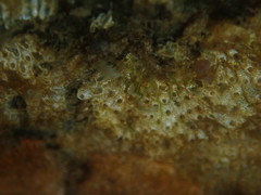 Cryptosula pallasiana