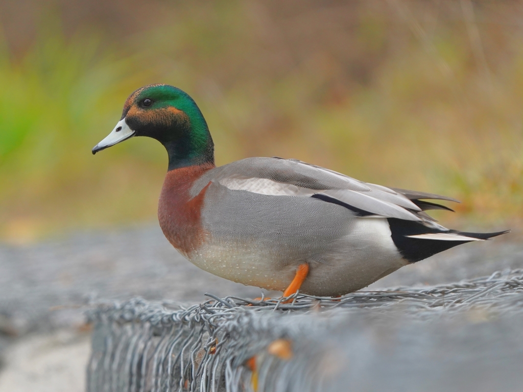 Mallard × Eurasian Wigeon