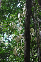 Scleronema micranthum