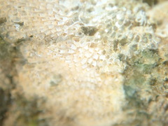 Cryptosula pallasiana