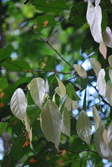 Scleronema micranthum