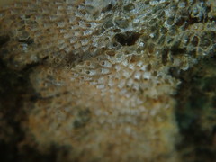 Cryptosula pallasiana