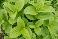 Veratrum viride