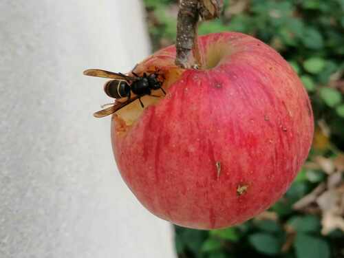 Vespa velutina