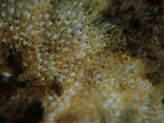 Cryptosula pallasiana