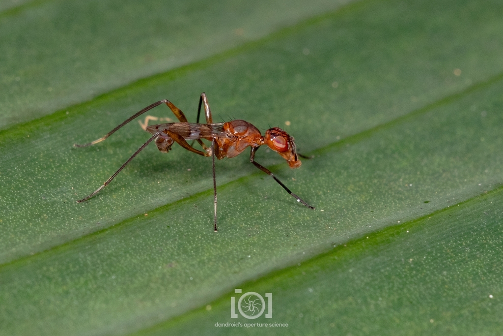 Cardiacephala arthritica