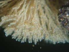 Crisularia turrita