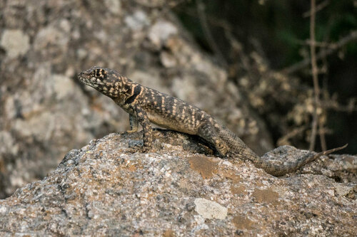 Etheridge's Lava Lizard, Tropidurus etheridgei