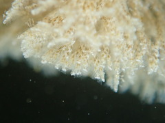 Crisularia turrita