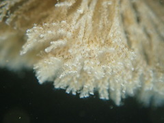 Crisularia turrita