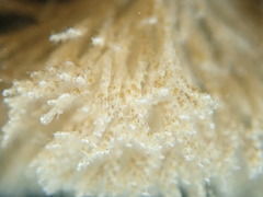 Crisularia turrita