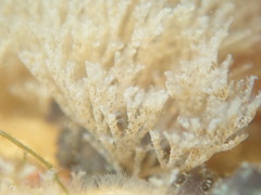 Crisularia turrita