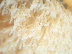 Crisularia turrita