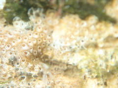 Cryptosula pallasiana