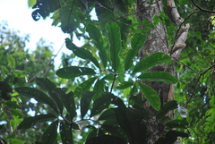 Thaumatophyllum spruceanum