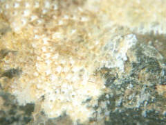 Cryptosula pallasiana