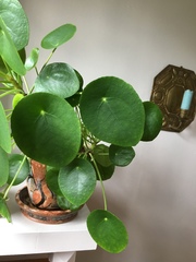 Pilea peperomioides