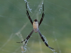 Argiope radon