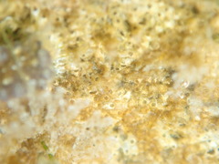 Cryptosula pallasiana