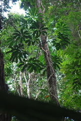 Thaumatophyllum spruceanum