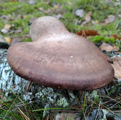Białoporek brzozowy