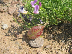 Astragalus whitneyi