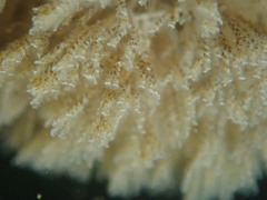 Crisularia turrita