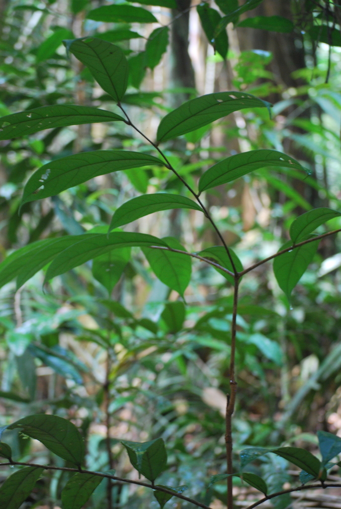 Theobroma sylvestre