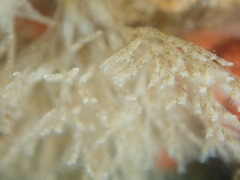 Crisularia turrita