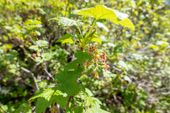 Ribes acerifolium