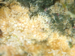 Cryptosula pallasiana