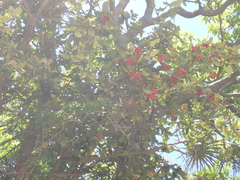 Syzygium richii (Syzygium richii)