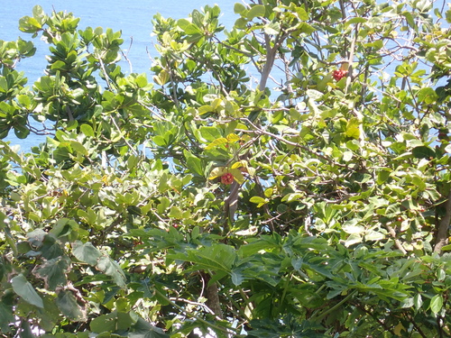 Syzygium richii observed 2024-11-10