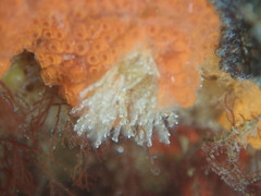 Crisularia turrita