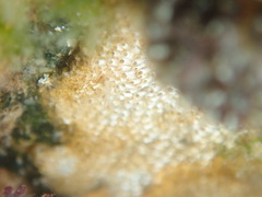 Cryptosula pallasiana