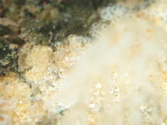 Cryptosula pallasiana