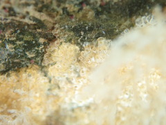 Cryptosula pallasiana