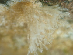 Crisularia turrita