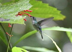 Puerto Rican Emerald photo 3