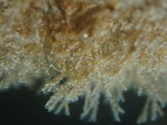 Crisularia turrita
