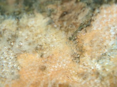 Cryptosula pallasiana