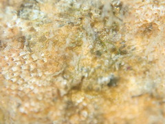 Cryptosula pallasiana