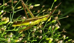 Mermiria intertexta