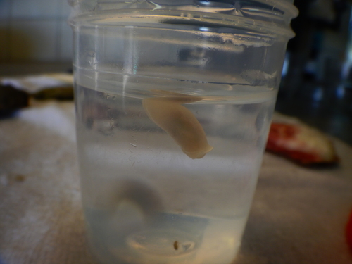 Melanochlamys miqueli