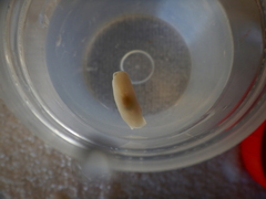 Melanochlamys miqueli
