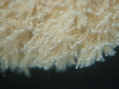 Crisularia turrita