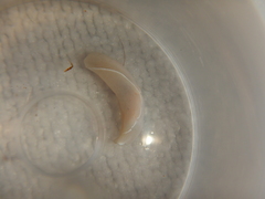 Melanochlamys miqueli