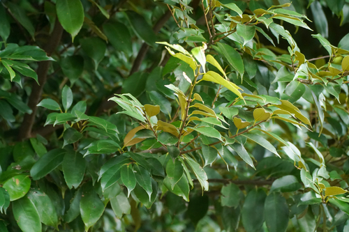 Image of Castanopsis sieboldii by (c) WATANABE Hitoshi 渡辺仁, some rights reserved (CC BY)