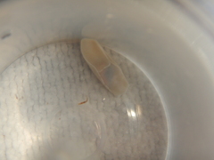 Melanochlamys miqueli